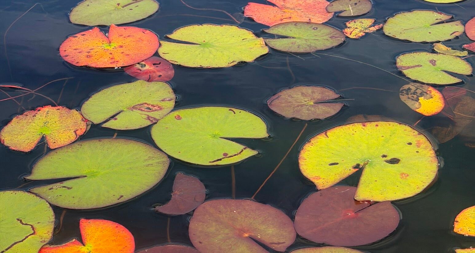 Lily pads of many colours and sizes floating together on dark water