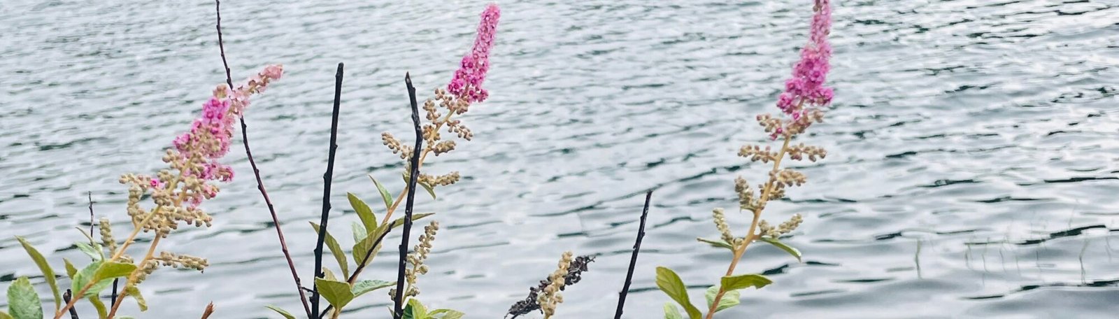 Pink wildflowers growing from the rocky shore of a lake