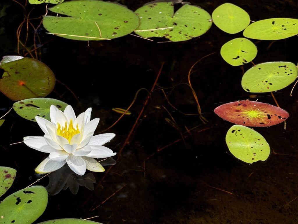 A white water lily open among lily pads on dark water